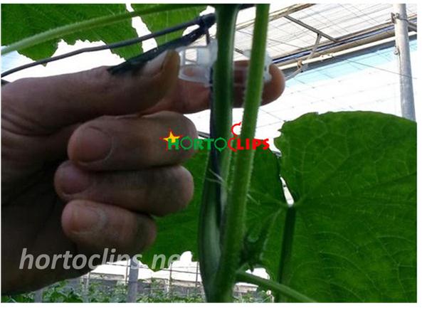 Como beneficia a la planta de melón el anillo de tutoreo HORTOCLIPS
